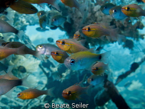 Inside a small wreck by Beate Seiler 